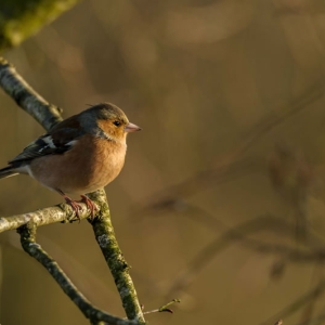 Redwell   25 1 2017 (30 Of 36).jpg